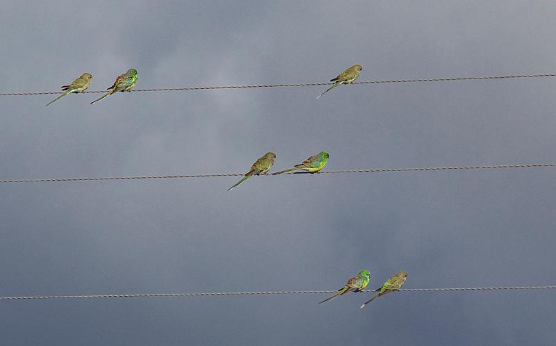 grass parrots.jpg